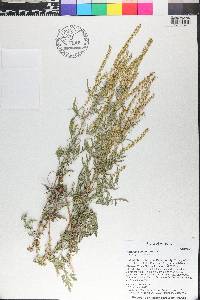 Ambrosia confertiflora image