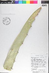 Acanthocereus tetragonus image