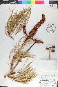 Grevillea eriostachya image