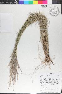 Muhlenbergia pauciflora image