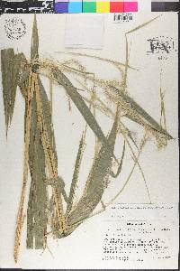 Pennisetum bambusiforme image