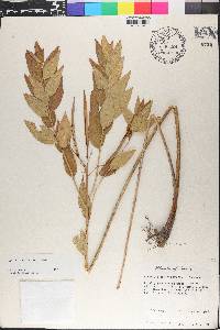 Amsonia illustris image