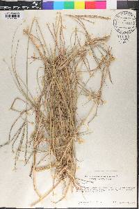 Digitaria valida image