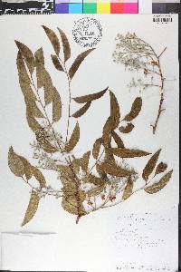 Uribea tamarindoides image