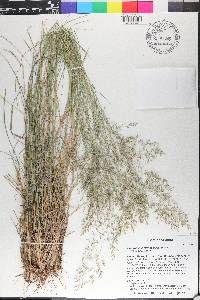 Eragrostis intermedia image