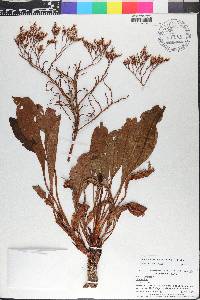 Limonium carolinianum image