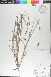 Scleria reticularis image