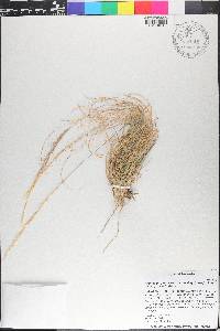 Aristida purpurea var. nealleyi image