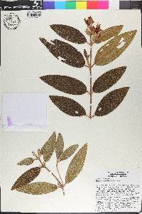 Melastoma malabathricum image