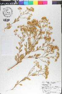 Pluchea tetranthera image