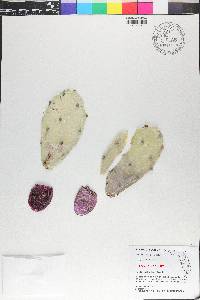 Opuntia stricta image