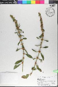 Rumex obovatus image