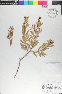 Acacia dictyophleba image