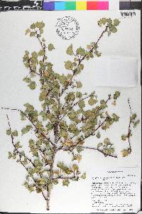 Jatropha cardiophylla image