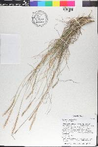 Lycurus phleoides image