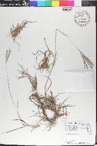 Bothriochloa ischaemum image