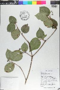 Miconia crenata image