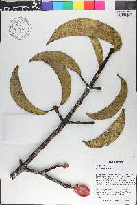 Platonia insignis image