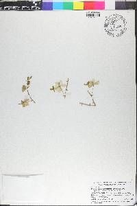 Phalaenopsis pulcherrima image