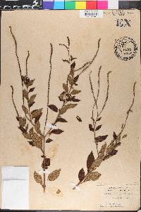 Heliotropium angiospermum image