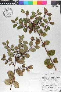 Ilex tuerckheimii image