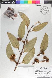 Eucalyptus preissiana image