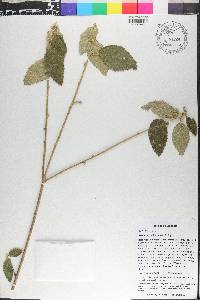 Bernardia dichotoma image