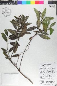 Garrya fadyenii image