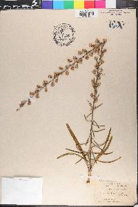 Liatris garberi image