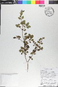 Miconia nanophylla image