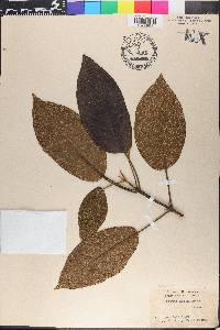 Petitia domingensis image