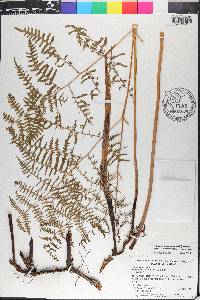 Pteridium caudatum image
