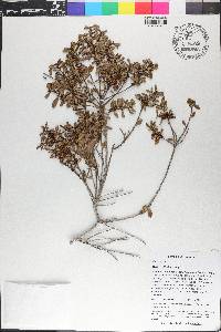 Morella cerifera image