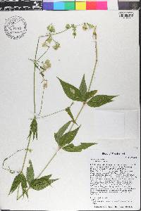 Silene ovata image