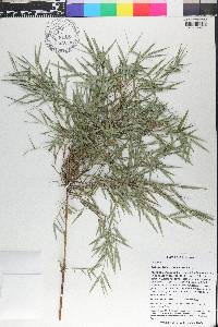 Arthrostylidium sarmentosum image