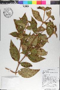 Miconia dependens image