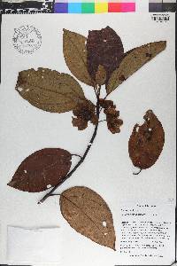 Bellucia grossularioides image