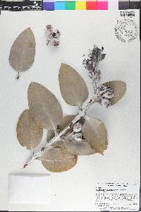 Eucalyptus tetragona image