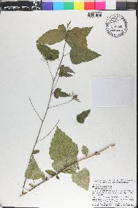 Hibiscus citrinus image