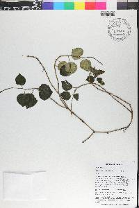 Peperomia urocarpa image