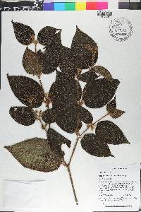 Miconia crenata image
