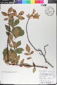 Carya floridana image