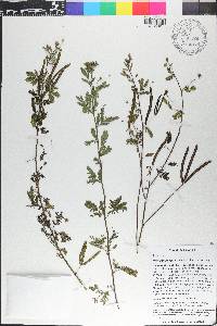 Desmanthus virgatus image