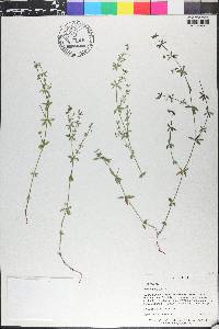 Galium circaezans var. circaezans image