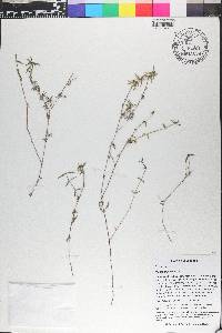 Hexasepalum scandens image