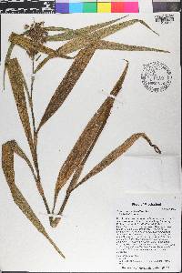 Tradescantia hirsutiflora image