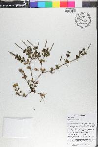 Peperomia quadrifolia image