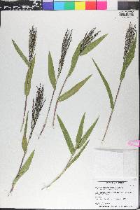 Urochloa adspersa image