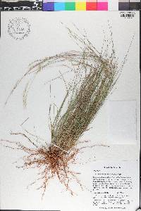 Schizachyrium gracile image