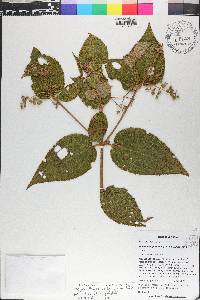 Miconia dependens image